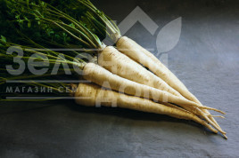 Насіння петрушки Арат / Arat,150 днів  купити оптом і в роздріб в Україні за вигідною ціною