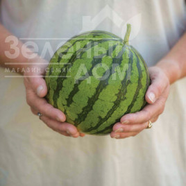 Насіння кавуна Тігріс F1 / Tigris F1 купити оптом і в роздріб в Україні за вигідною ціною