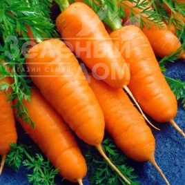 Семена моркови Кампино / Kampino купить оптом и в розницу в Украине по выгодной цене