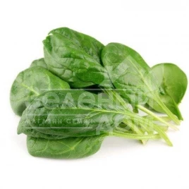 Семена шпината Вип / Vip купить оптом и в розницу в Украине по выгодной цене