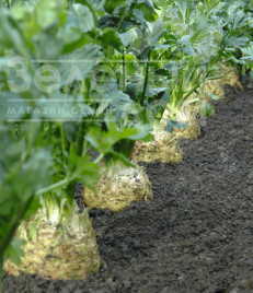 Насіння селери Діамант / Diamant,150 днів купити оптом і в роздріб в Україні за вигідною ціною