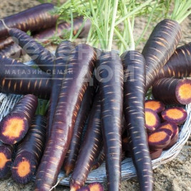 Насіння моркви Перпл Еліт F1 / Purple Elit F1 купити оптом і в роздріб в Україні за вигідною ціною