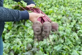 Семена свеклы Водан F1 / Wodan F1,85-90 дней купить оптом и в розницу в Украине по выгодной цене