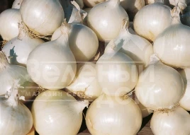 Лук репчатый Гледстоун / Gladstone,100-105 дней купить оптом и в розницу в Украине по выгодной цене