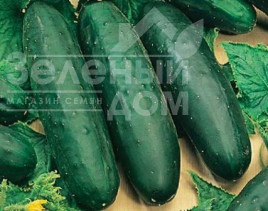 Насіння огірків Рамзес F1 / Ramzes F1 купити оптом і в роздріб в Україні за вигідною ціною