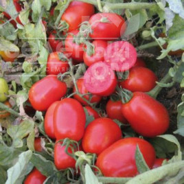 Насіння томатів ЮГ 161 F1 / UG 161 F1,105 днів купити оптом і в роздріб в Україні за вигідною ціною