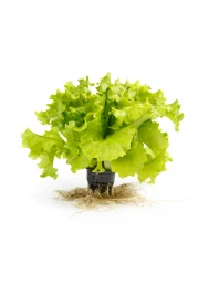 Семена салата Отили / Othilie купить оптом и в розницу в Украине по выгодной цене