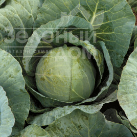 Насіння капусти білокачанної Рінгтон F1 / Rington F1,80-85 днів купити оптом і в роздріб в Україні за вигідною ціною