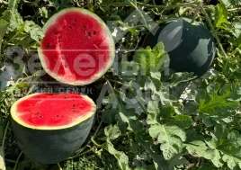 Семена арбуза Санрей F1 / Sanrey F1, 63-68 дней купить оптом и в розницу в Украине по выгодной цене