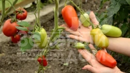 Семена томатов Хайпил 108 F1 / Hypeel 108 F1, 63 - 68 дней купить оптом и в розницу в Украине по выгодной цене