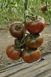 Насіння томатів Бронсон F1 / Bronzon F1,70 днів купити оптом і в роздріб в Україні за вигідною ціною