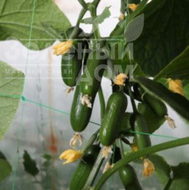 Насіння огірків КС 1599 F1 / KS 1599 F1 купити оптом і в роздріб в Україні за вигідною ціною