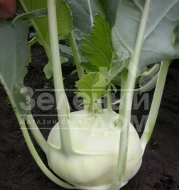 Семена капусты кольраби Дворана / Dvorana,40-50 дней купить оптом и в розницу в Украине по выгодной цене