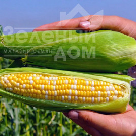 Насіння кукурудзи Пантеон F1 / Panteon F1, 74-76 днів купити оптом і в роздріб в Україні за вигідною ціною