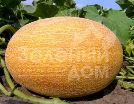 Семена дыни Ананас F1 / Ananas F1,80 дней купить оптом и в розницу в Украине по выгодной цене