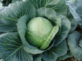 Насіння капусти білокачанної Голт / Holt,145-150 днів купити оптом і в роздріб в Україні за вигідною ціною