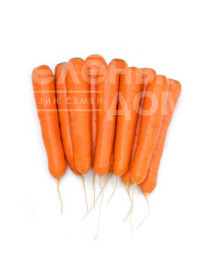 Насіння моркви Октаво F1 / Oktavo F1,120-130 днів купити оптом і в роздріб в Україні за вигідною ціною