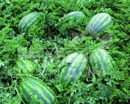 Семена арбуза Леди F1 / Lady F1,62-65 дней купить оптом и в розницу в Украине по выгодной цене