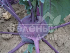 Семена капусты кольраби Балот F1 / Balot F1,78-83 дней купить оптом и в розницу в Украине по выгодной цене