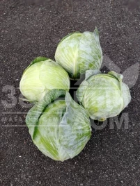 Семена капусты белокочанной Бигестор F1 / Bigestore F1, 115-120 дней купить оптом и в розницу в Украине по выгодной цене