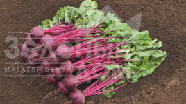 Насіння буряка Маноло F1 / Manolo F1,110-115 днів купити оптом і в роздріб в Україні за вигідною ціною