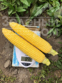 Насіння кукурудзи 1980 F1 / 1980 F1,78 днів купити оптом і в роздріб в Україні за вигідною ціною