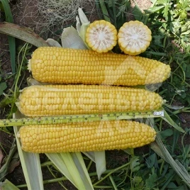 Семена кукурузы Алойзия F1 / Alojzia F1,75 дней купить оптом и в розницу в Украине по выгодной цене