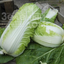 Насіння капусти пекінської Вілі F1 / Vili F1,45-50 днів купити оптом і в роздріб в Україні за вигідною ціною