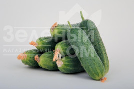 Насіння огірків ЛС 1912 F1 / LS 1912 F1 купити оптом і в роздріб в Україні за вигідною ціною
