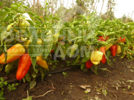 Насіння солодкого перцю Амі / Amy,55-60 днів купити оптом і в роздріб в Україні за вигідною ціною