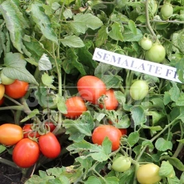Семена томатов Семалейт F1 / Semalate F1,80-90 дней купить оптом и в розницу в Украине по выгодной цене