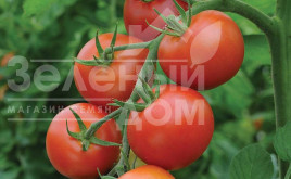 Насіння томатів Ергус F1 / Ergus F1,70-80 днів купити оптом і в роздріб в Україні за вигідною ціною