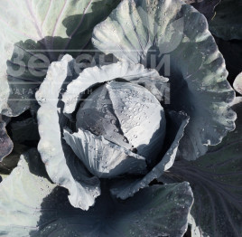 Насіння капусти червоноголової Клімаро F1 / Klimaro F1,120 днів купити оптом і в роздріб в Україні за вигідною ціною