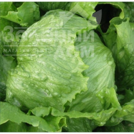 Насіння салату Лілах / Lilah купити оптом і в роздріб в Україні за вигідною ціною