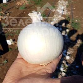 Цибуля ріпчаста КС 725 F1 / KS 725 F1,115-120 днів купити оптом і в роздріб в Україні за вигідною ціною