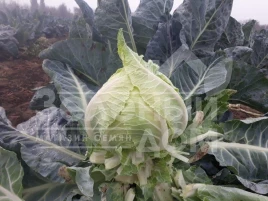 Семена капусты цветной Ардент F1 / Ardent F1,80-85 дней купить оптом и в розницу в Украине по выгодной цене