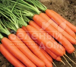 Семена моркови Тип-Топ / Tip-Top,100-110 дней купить оптом и в розницу в Украине по выгодной цене