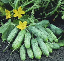 Насіння огірків Пасамонте F1 / Pasamonte F1,40-42 дні купити оптом і в роздріб в Україні за вигідною ціною