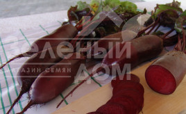 Насіння буряка Алексіс (Цитадела) / Alexis (Citadela), 120-130 днів купити оптом і в роздріб в Україні за вигідною ціною