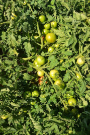 Насіння томатів БТ 1019 F1 / BT 1019 F1,65-70 днів купити оптом і в роздріб в Україні за вигідною ціною