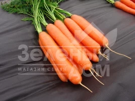 Семена моркови Дарина / Darina,135-145 дней купить оптом и в розницу в Украине по выгодной цене
