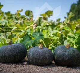 Семена тыквы Люсинда F1 / Lyusinda F1  купить оптом и в розницу в Украине по выгодной цене