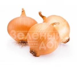 Лук репчатый ГС - 318  F1 / GS - 318  F1,95-100 дней купить оптом и в розницу в Украине по выгодной цене