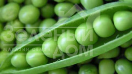 Насіння гороху Норверт / Norvert купити оптом і в роздріб в Україні за вигідною ціною