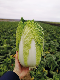 Насіння капусти пекінської ЖС 4040 F1 / JS 4040 F1 купити оптом і в роздріб в Україні за вигідною ціною