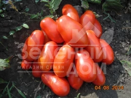 Семена томатов Сан Парадайс F1 / Sun Paradise F1, 110-115 дней купить оптом и в розницу в Украине по выгодной цене