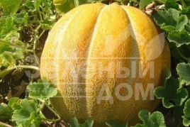 Семена дыни Эфиопка / Efiopka купить оптом и в розницу в Украине по выгодной цене