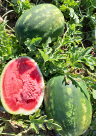 Насіння кавуна Фонтана F1 / Fontana F1, 65-67 днів купити оптом і в роздріб в Україні за вигідною ціною