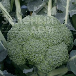 Насіння капусти броколі Квінта F1 / Quinta F1,80-85 днів купити оптом і в роздріб в Україні за вигідною ціною