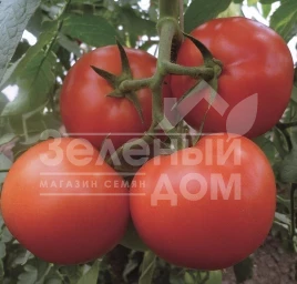 Семена томатов Матиссимо F1 / Matissimo F1,105-115 дней купить оптом и в розницу в Украине по выгодной цене